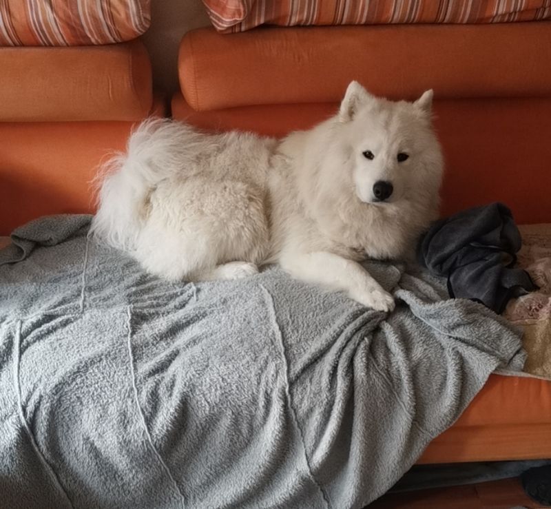 All About Samoyeds banner